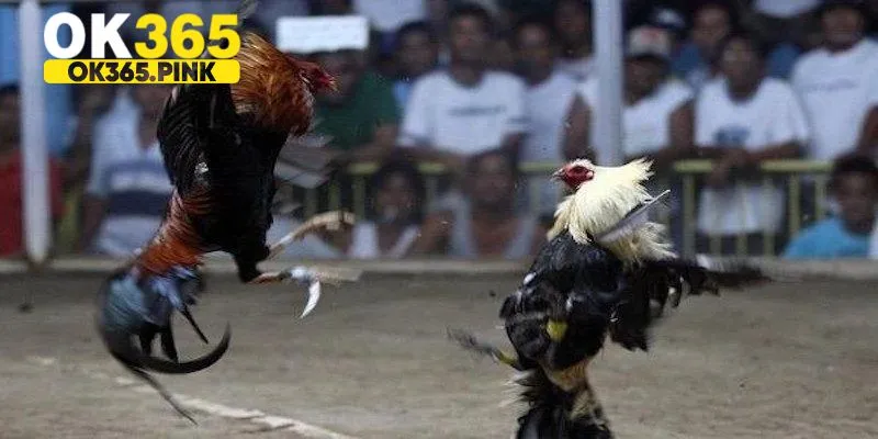 Các thông tin cơ bản cần biết về đá gà cựa dao